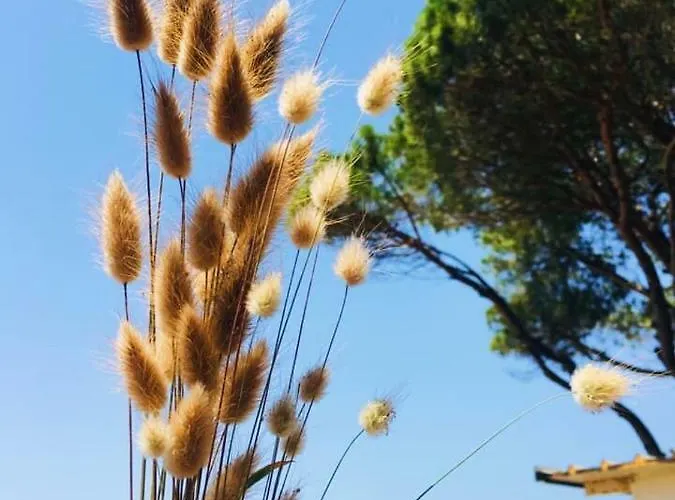 Pishat E Buta 28 Golem