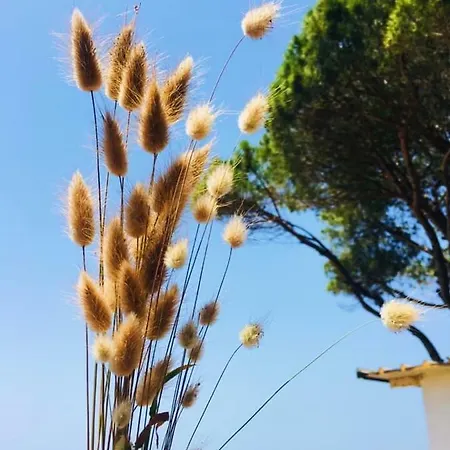 Pishat E Buta 28 格勒姆